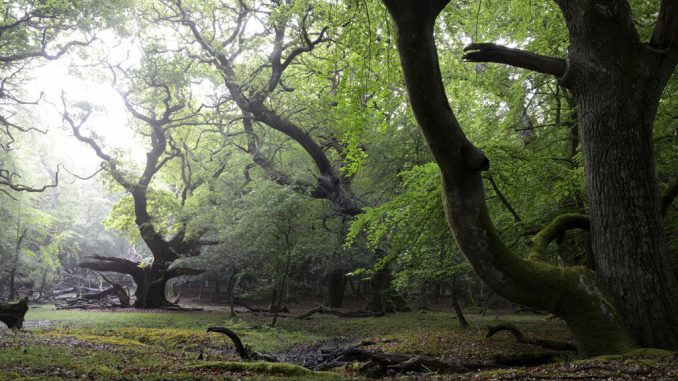 Ancient woodland likely to face destruction for biodiversity offsetting Ancient woodland likely to face destruction for biodiversity offsetting